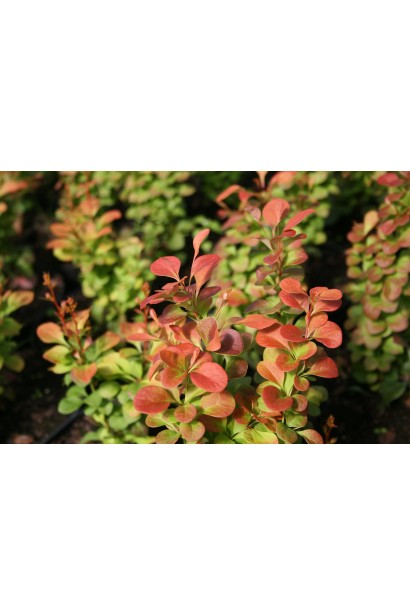 Барбарис Флоренс у літньому відтінку.